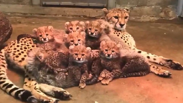 The adorable cheetah cubs at the St. Louis Zoo now have names - www.bagssaleusa.com